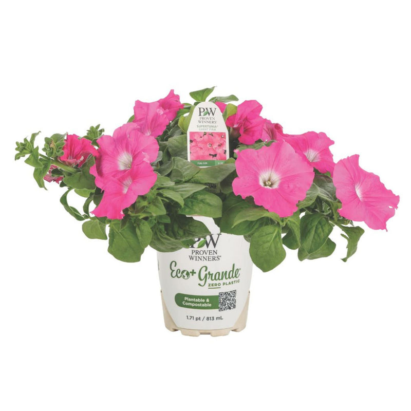 Supertunia® Giant Pink® Petunia