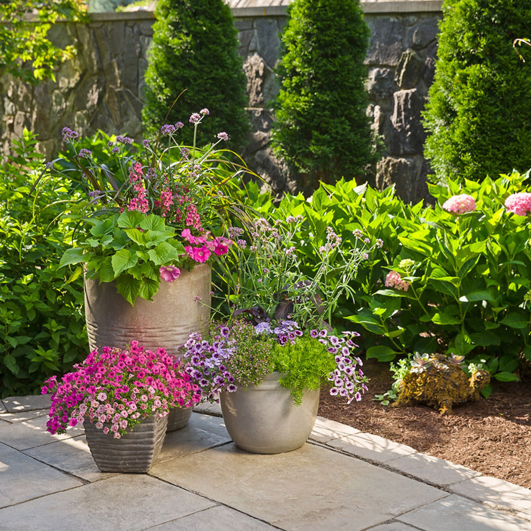 Petunia | Supertunia Giant Pink
