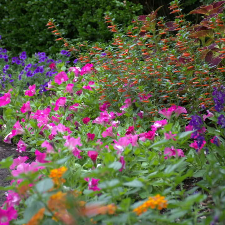 Supertunia® Giant Pink® Petunia