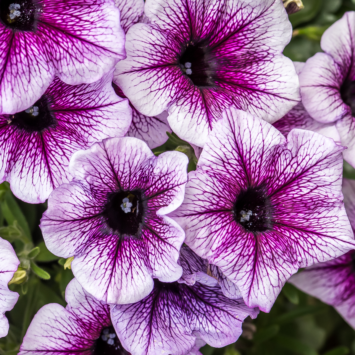 HC-8 Heartfelt Classic Petunia セット　未使用 SUPPRW126-CloseUp-1.png?v=