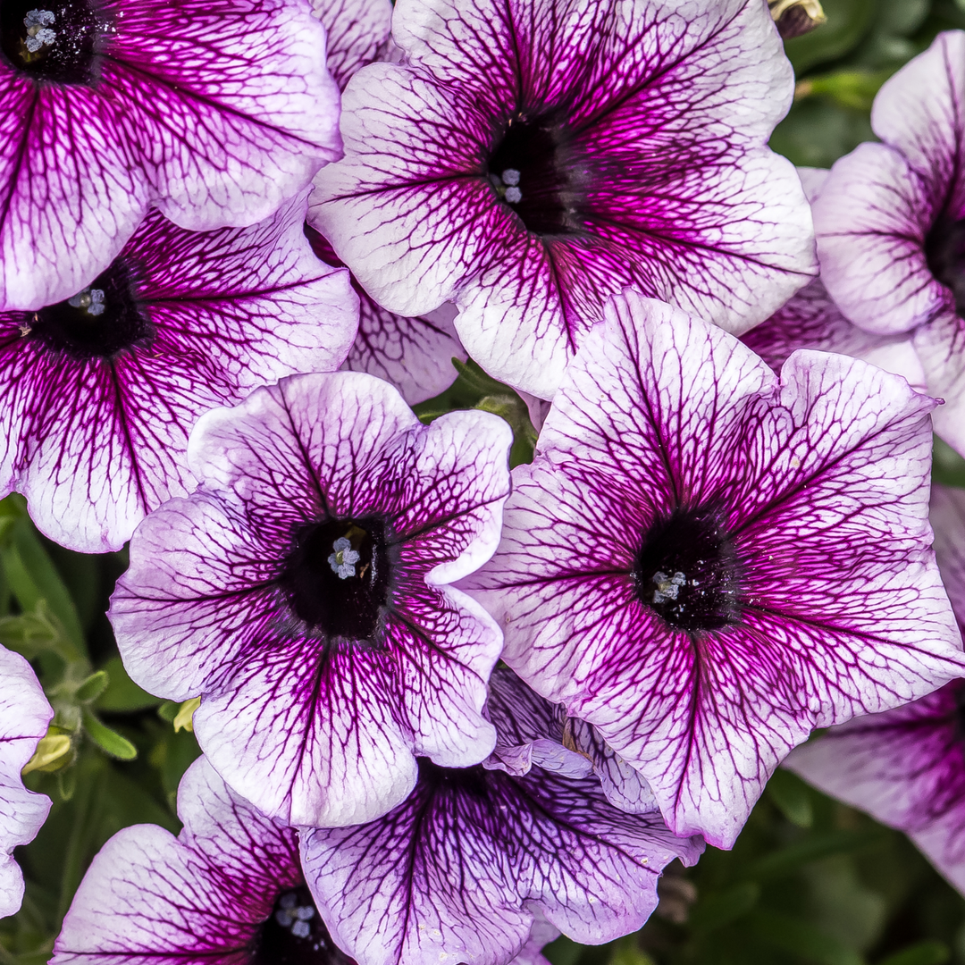 U　pamouna Petunia | Supertunia® Bordeaux™ II | Proven Winners® Annuals