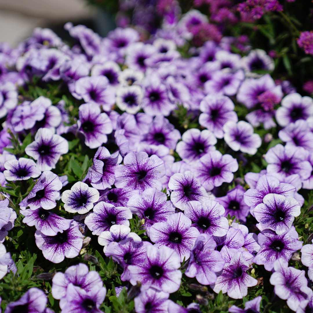 Petunia | Supertunia® Bordeaux™ II | Proven Winners® Annuals