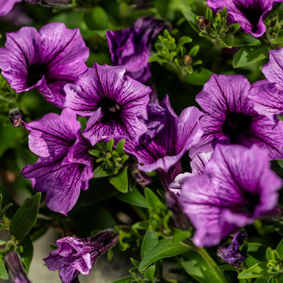 Supertunia® Bordeaux™ Petunia (Petunia hybrid)