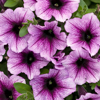 Supertunia Bordeaux Petunia up close.