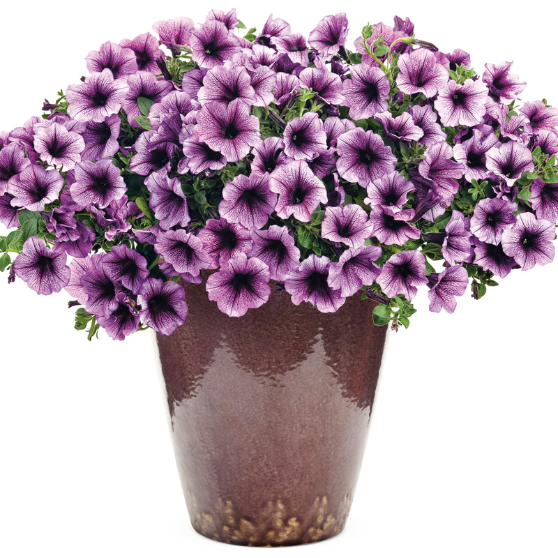 Supertunia® Bordeaux™ Petunia (Petunia hybrid)