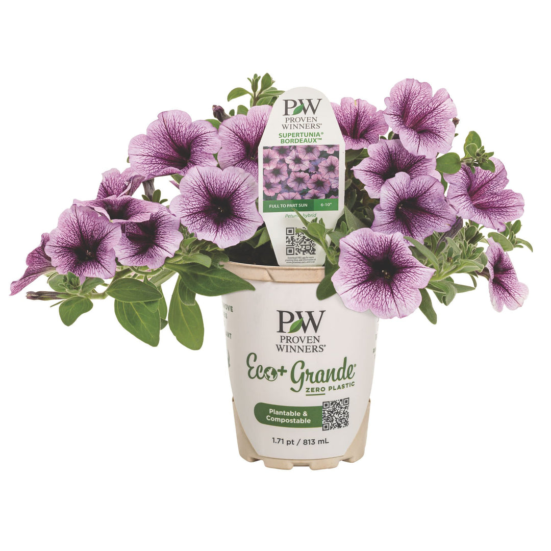 Petunia | Supertunia® Bordeaux™ | Proven Winners® Annuals – Proven
