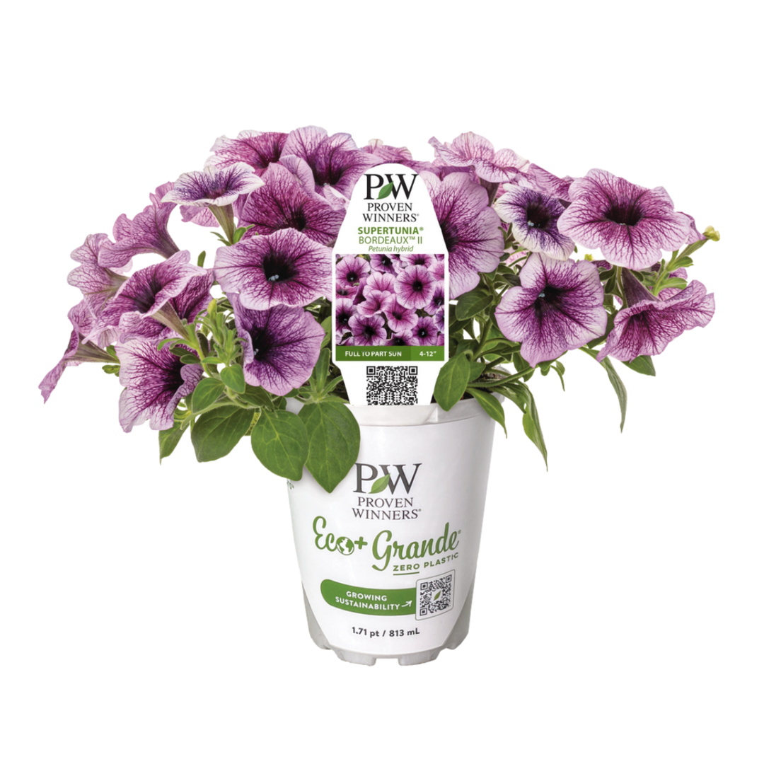 Petunia | Supertunia® Bordeaux™ II | Proven Winners® Annuals