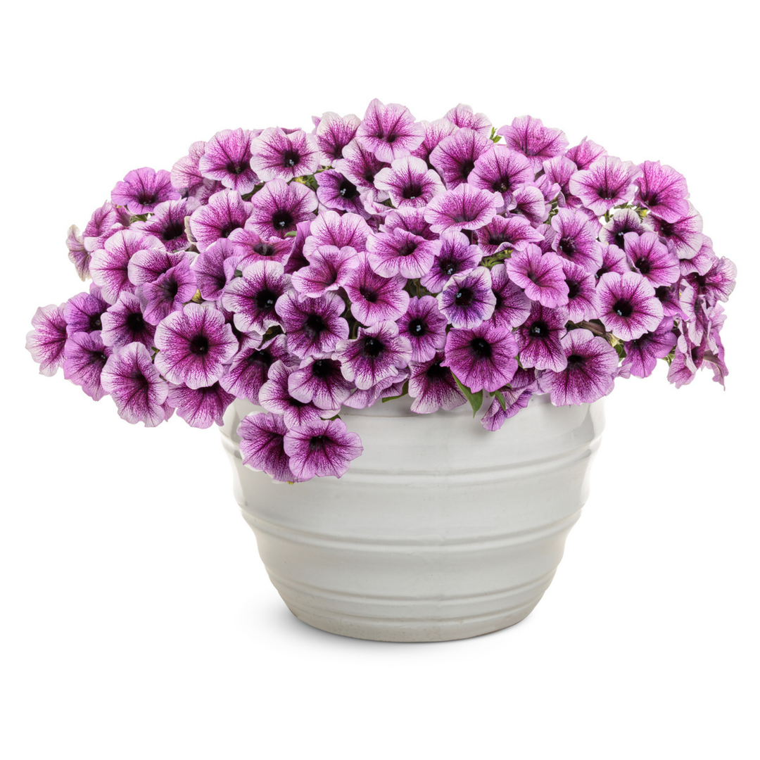 花 udontondon Petunia | Supertunia® Bordeaux™ II | Proven Winners® Annuals