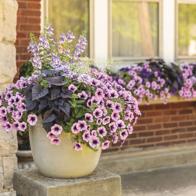 Supertunia® Bordeaux™ Petunia (Petunia hybrid)