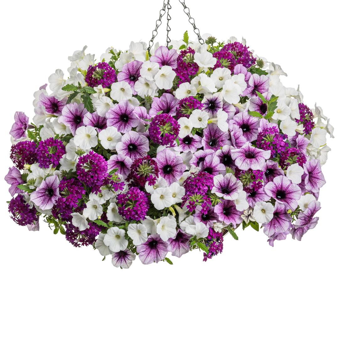 Supertunia® Bordeaux™ II Petunia