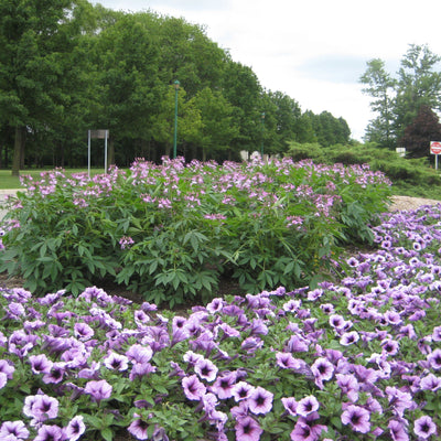 Supertunia Bordeaux Petunia in use.