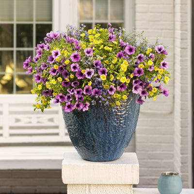 Supertunia Bordeaux Petunia in use.