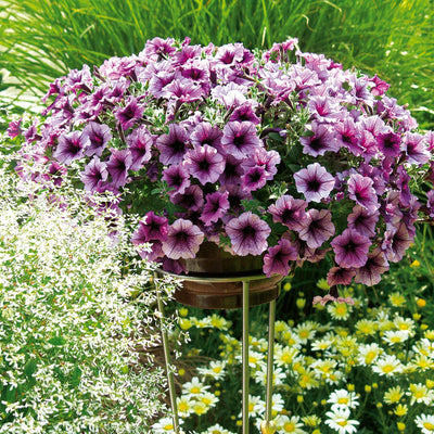 Supertunia Bordeaux Petunia in use.