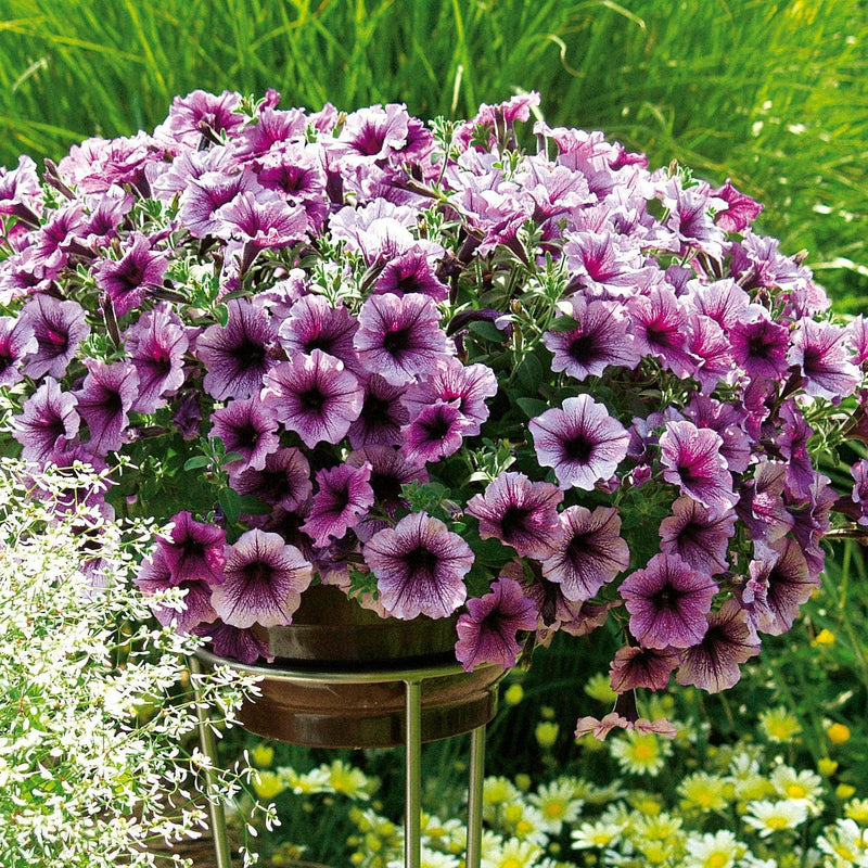 Supertunia Bordeaux Petunia in use.