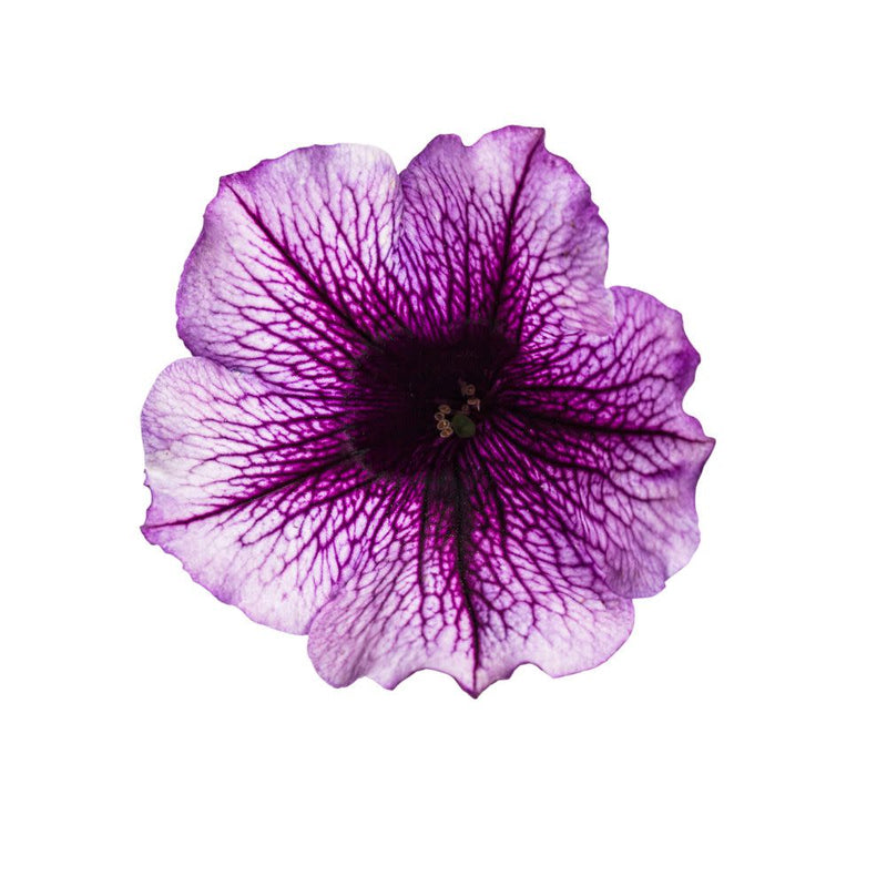 Supertunia® Bordeaux™ Petunia (Petunia hybrid)