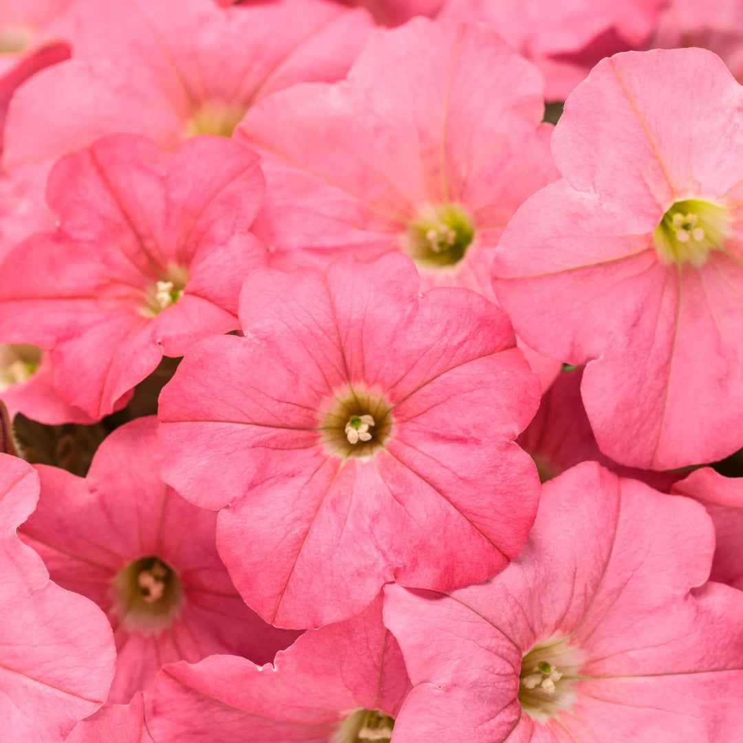 SUPPRW130-CloseUp-1_1080x.jpg?