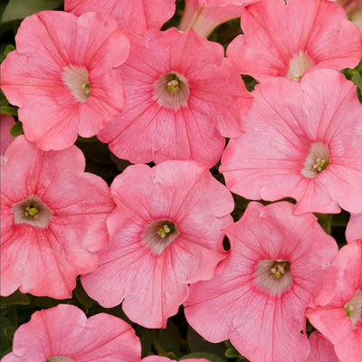 Supertunia Bermuda Beach Petunia up close.