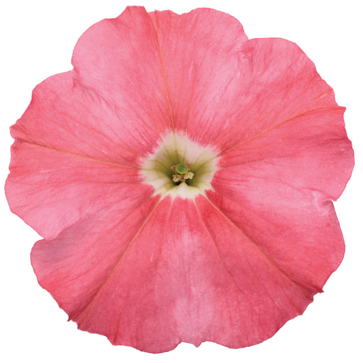 Petunia | Supertunia® Bermuda Beach® | Proven Winners® Annuals
