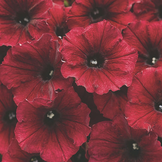 Supertunia® Black Cherry® Petunia