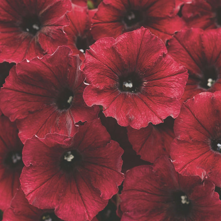 Petunia | Supertunia® Black Cherry® | Proven Winners® Annuals