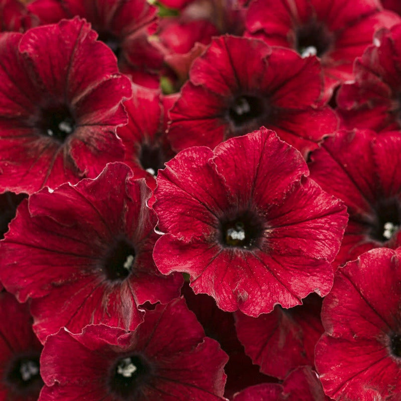 Supertunia Black Cherry Petunia up close.