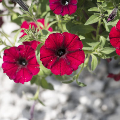 Supertunia Black Cherry Petunia up close.