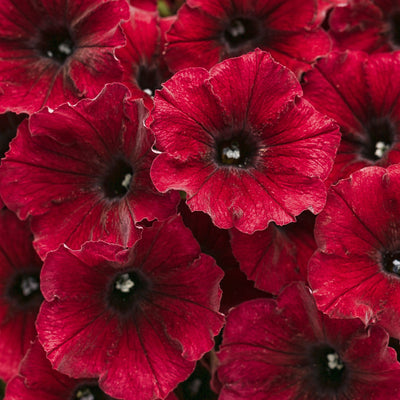 Supertunia Black Cherry Petunia up close.