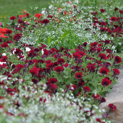 Supertunia Black Cherry Petunia in use.