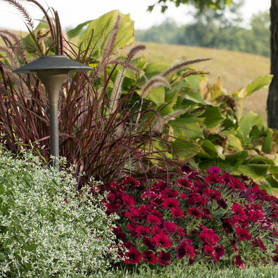 Supertunia Black Cherry Petunia in use.