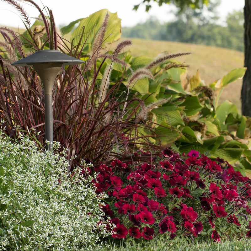 Supertunia Black Cherry Petunia in use.