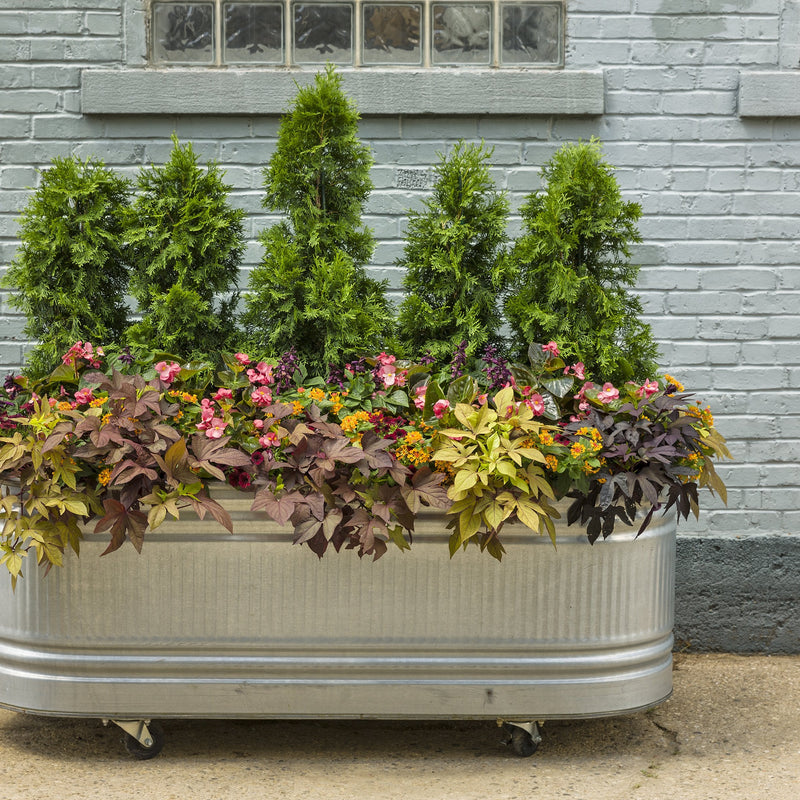 Supertunia Black Cherry Petunia in use.