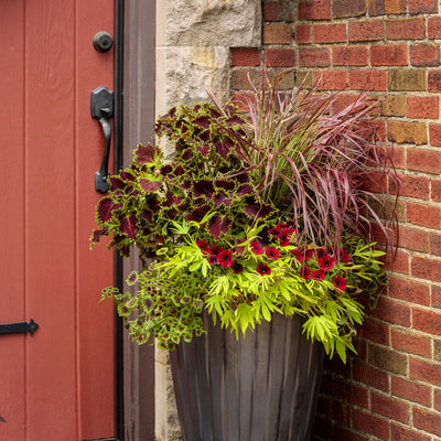 Supertunia Black Cherry Petunia in use.