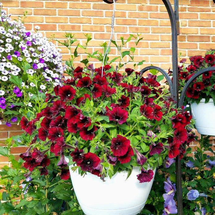 Supertunia Black Cherry Petunia in use.