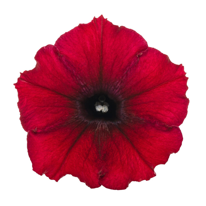 Petunia | Supertunia® Black Cherry® | Proven Winners® Annuals