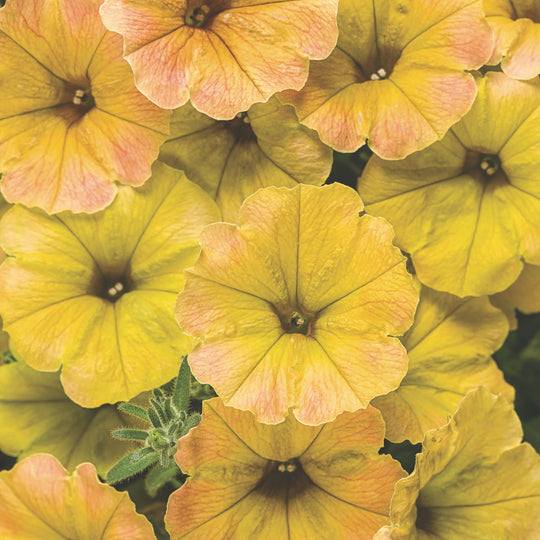 Supertunia® Honey™ Petunia