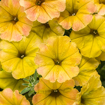 Supertunia Honey Petunia up close.