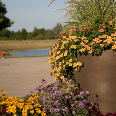 Supertunia Honey Petunia in use.