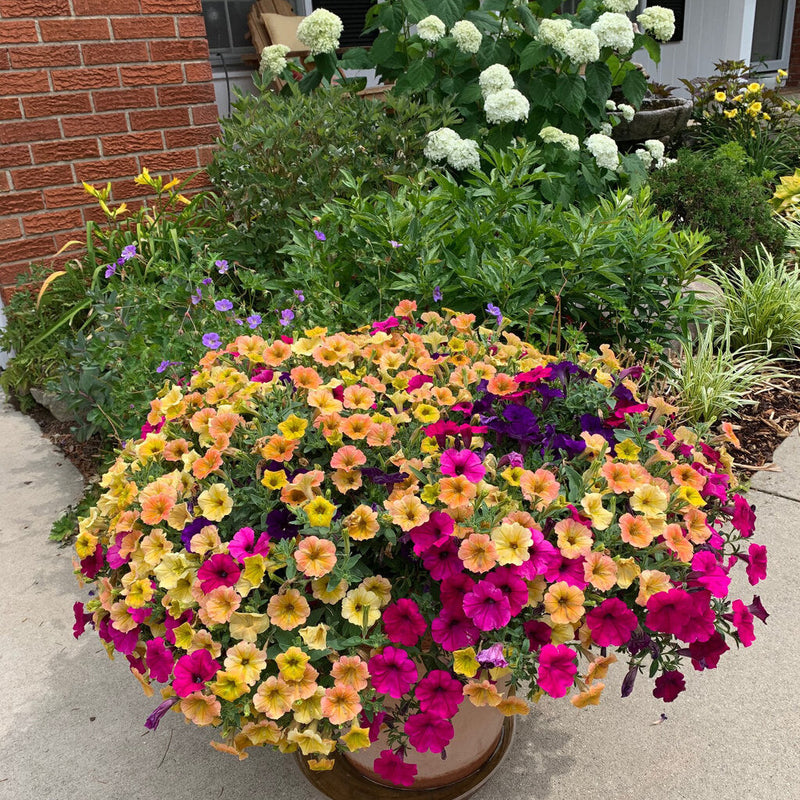 Supertunia Honey Petunia in use.