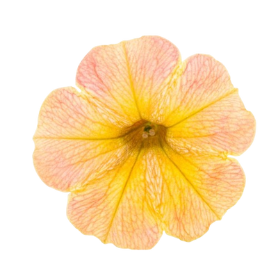 Supertunia® Honey™ Petunia (Petunia hybrid)