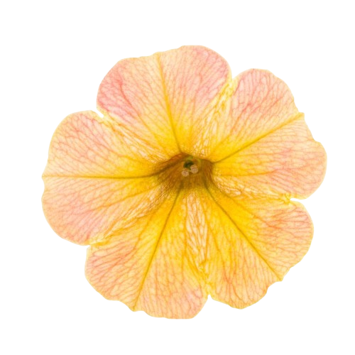 Supertunia® Honey™ Petunia (Petunia hybrid)