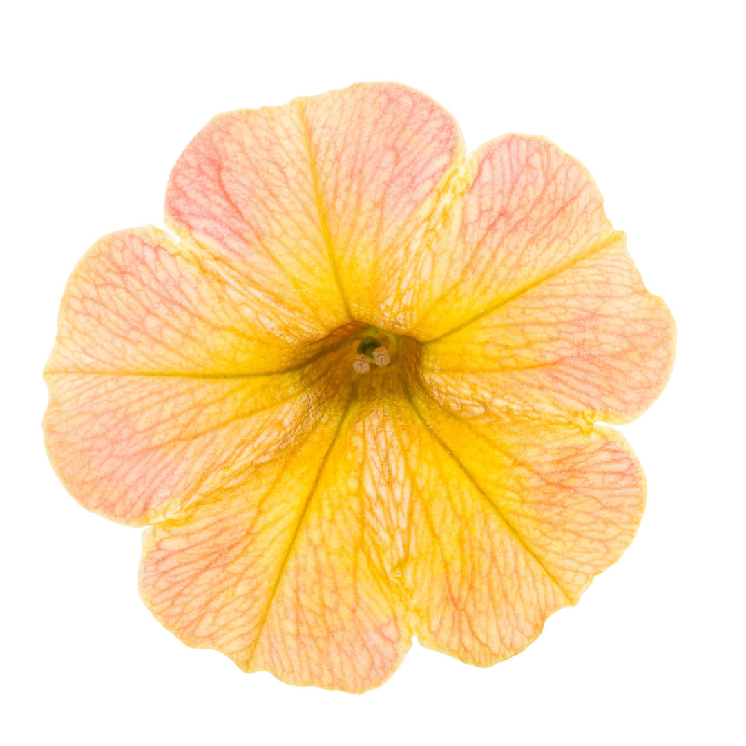 Supertunia® Honey™ Petunia