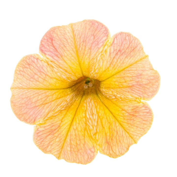 Supertunia® Honey™ Petunia