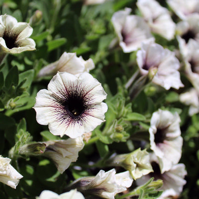 Supertunia Latte Petunia up close.