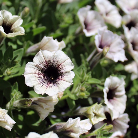 Supertunia® Latte™ Petunia