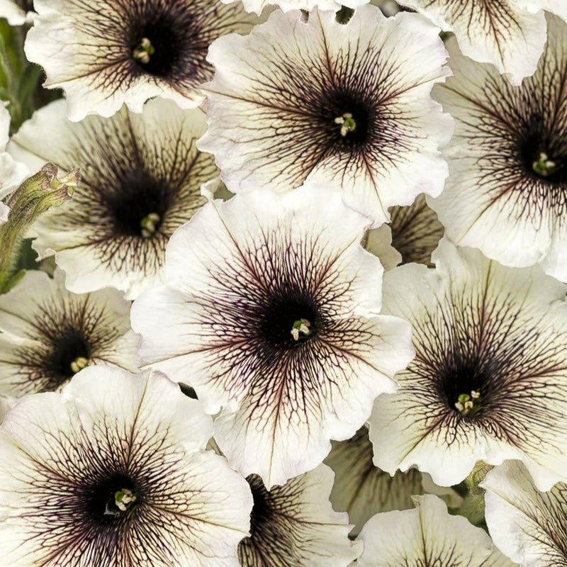 Supertunia Latte Petunia up close.