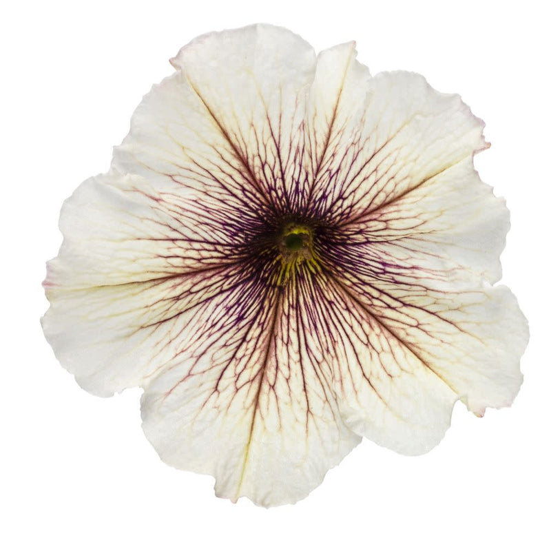 Supertunia® Latte™ Petunia (Petunia hybrid)