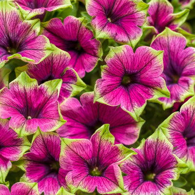 Supertunia Picasso in Purple Petunia up close.