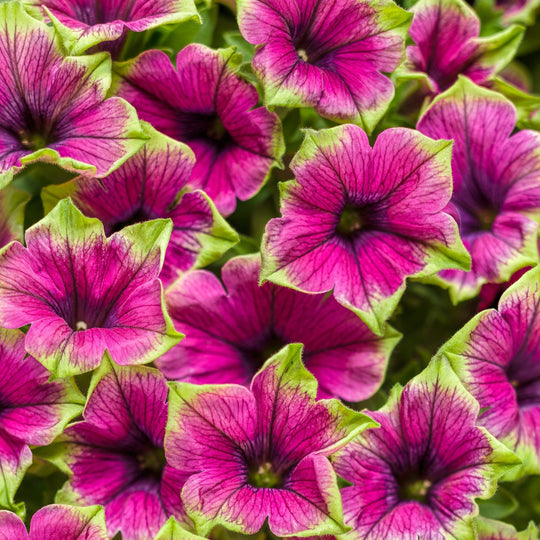 Supertunia® Picasso in Purple® Petunia