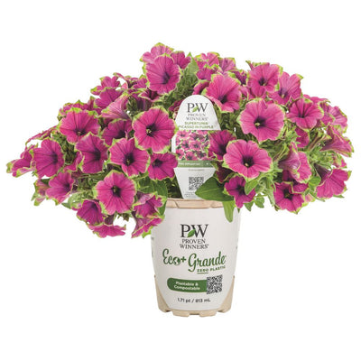 Supertunia® Picasso in Purple® Petunia (Petunia hybrid)