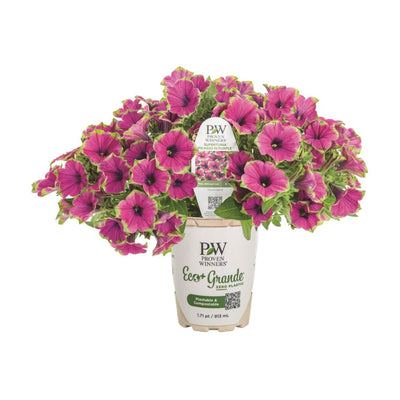 Supertunia® Picasso in Purple® Petunia
